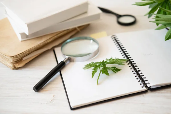 Kaca pembesar, Notepad untuk menggambar dan rerumputan hias untuk membuat ilustrasi herbarium dan Botani — Stok Foto