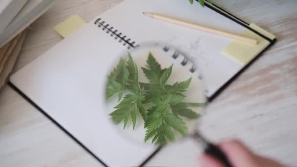 Creating Drawing Botanical Illustration Based Collected Forest Herbs Using Magnifying — Stock Video