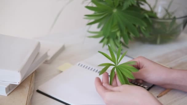 Creating Drawing Botanical Illustration Based Collected Forest Herbs Using Magnifying — Stock Video