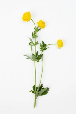 Trollius europaeus ( çift buttercup, Avrupa küre çiçek, globeflower, ortak globeflower ) beyaz bir arka plan üzerinde çiçek bitki