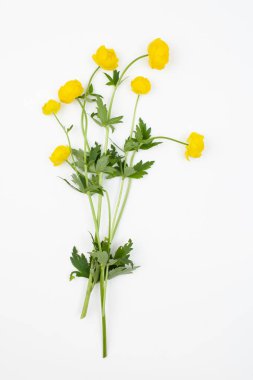 Trollius europaeus ( çift buttercup, Avrupa küre çiçek, globeflower, ortak globeflower ) beyaz bir arka plan üzerinde çiçek bitki