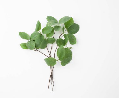 beyaz zemin üzerine yeşil yaprakları ile dal