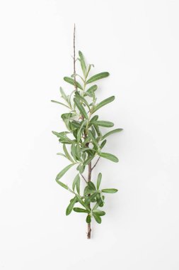 Beyaz bir arka plan üzerinde deniz dikeni yeşil yaprakları ile Dal.