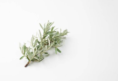 Beyaz bir arka plan üzerinde deniz dikeni yeşil yaprakları ile Dal.