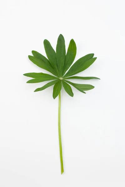 白い背景に緑のルプナスの葉を持つ小枝 — ストック写真