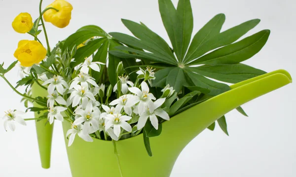 Ornithogalum flores en regadera verde sobre fondo blanco — Foto de Stock