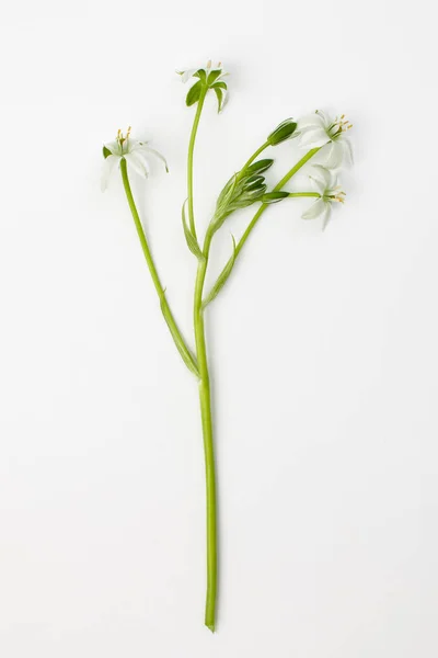 Az ornithogalum virágai fehér alapon — Stock Fotó