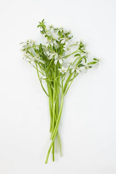 De bloemen van de plant Ornithogalum op een witte achtergrond — Stockfoto