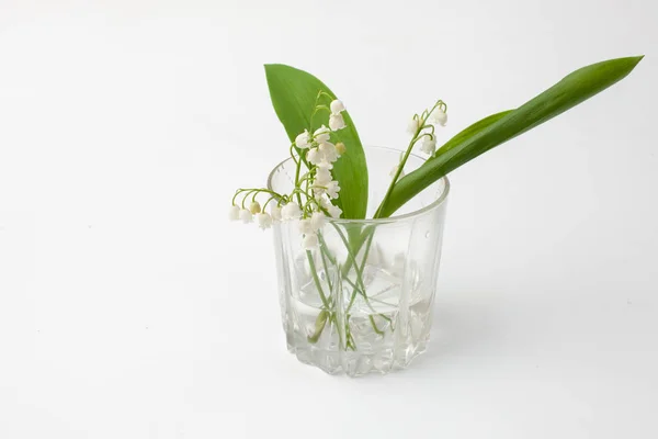 Lirio del valle florece en un vaso sobre un fondo blanco . — Foto de Stock
