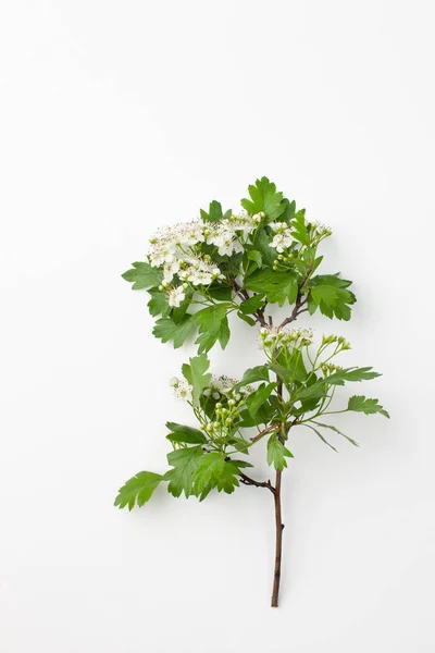 白い背景に白いホーソーンの花を持つ枝 — ストック写真