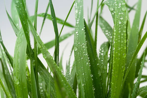緑の濡れ草を持つ背景画像。スペース テキストのコピー — ストック写真