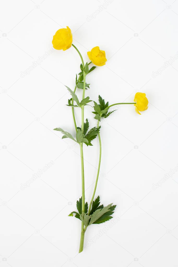 Trollius europaeus ( double buttercup, European globe flower, globeflower, common globeflower )  plant with flowers on a white background