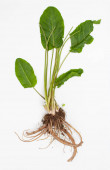 Rumex crispus (sárga dokk) növény gyökér és zöld levelei fehér alapon