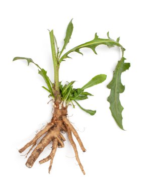 Chicory root (Cichorium intybus) with leaves isolated clipart