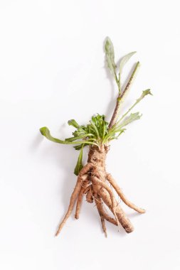 Beyaz arka plan üzerinde yaprakları ile ham hindiba kökü (Cichorium intybus).