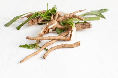 Beyaz arka plan üzerinde yaprakları ile hindiba kökü (Cichorium intybus). 