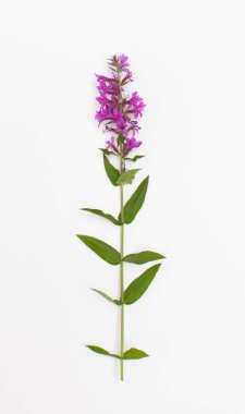 Beyaz bir arka plan üzerinde çiçekli bitki loosestrife loosestrife (litrum)