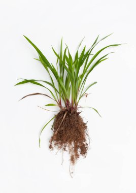Beyaz arka plan üzerinde kök ile Bush çim Wheatgrass