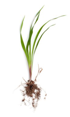 Beyaz arka plan üzerinde kök ile Şifalı bitki Wheatgrass