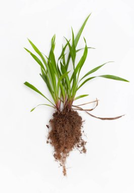 Beyaz arka plan üzerinde kök ile Şifalı bitki Wheatgrass