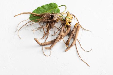 Rumex crispus kökü (sarı rıhtım) beyaz arka plan üzerinde yaprakları ile