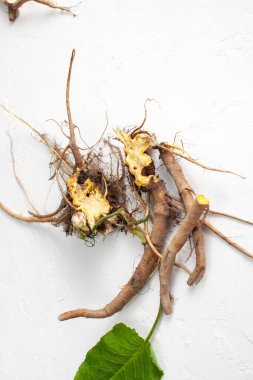 Rumex crispus kökü (sarı rıhtım) beyaz arka plan üzerinde yaprakları ile