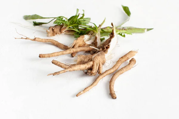 Raiz de chicória bruta (Cichorium intybus) com folhas sobre um fundo branco . — Fotografia de Stock