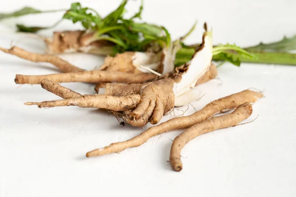 Nyers cikóriagyökér (Cichorium intybus) fehér háttérrel, levelekkel. — Stock Fotó