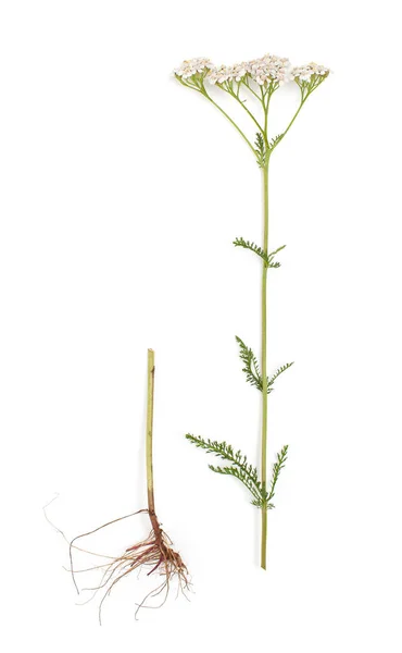 Kořenové a kvetoucí léčivé rostliny řebříčku izolované — Stock fotografie