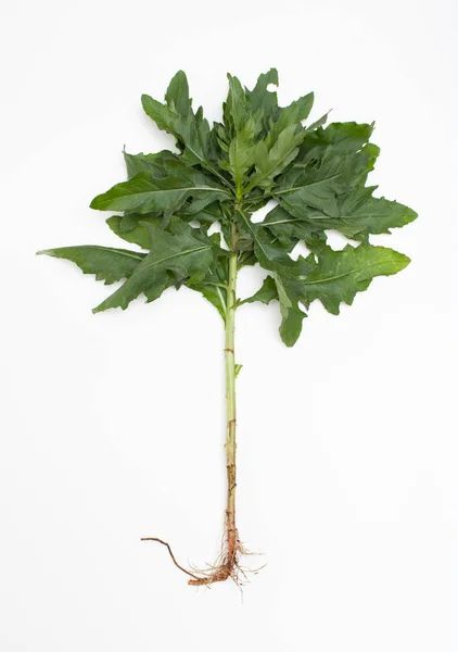 Jovem planta de cardo com raiz no fundo branco. Fechar — Fotografia de Stock