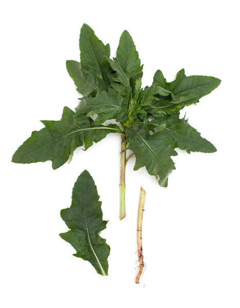 Planta de jardim com folhas e parte da raiz e folha separadamente para ilustração botânica sobre fundo branco . — Fotografia de Stock