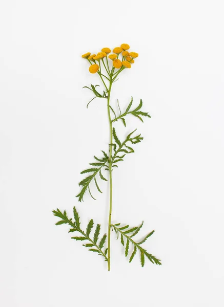 Surová kvetoucí rostlina na bílém pozadí — Stock fotografie