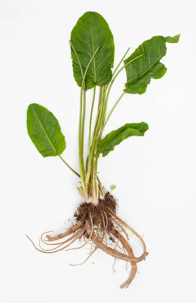 白い背景に根と緑の葉を持つルメックスクリスプス(黄色のドック)植物 — ストック写真