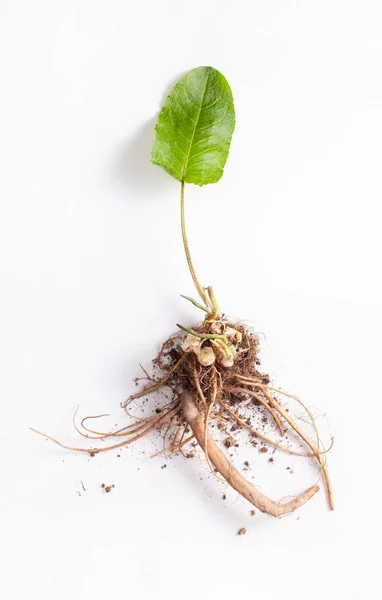 Rumex crispus root (yellow dock) with leaves on white background Royalty Free Stock Images