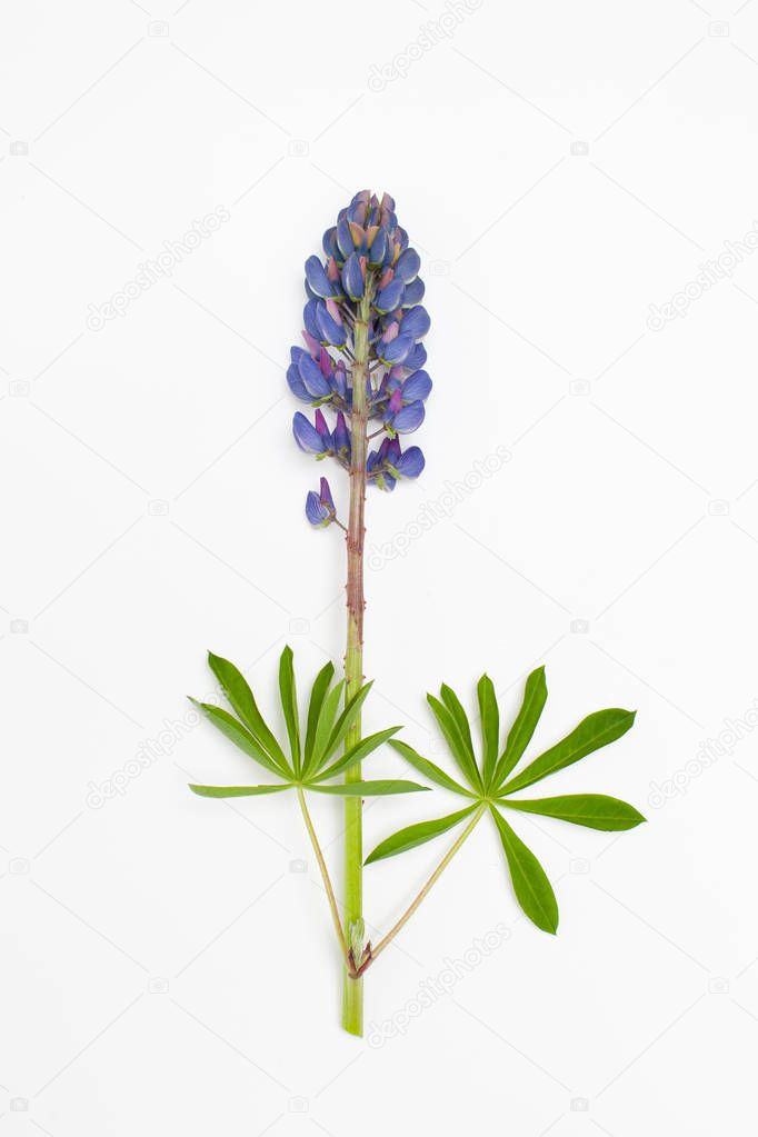 Raw purple Lupin with leaves on white background