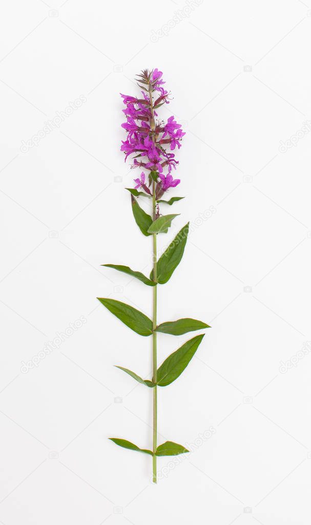 Flowering plant loosestrife loosestrife (litrum) on a white background