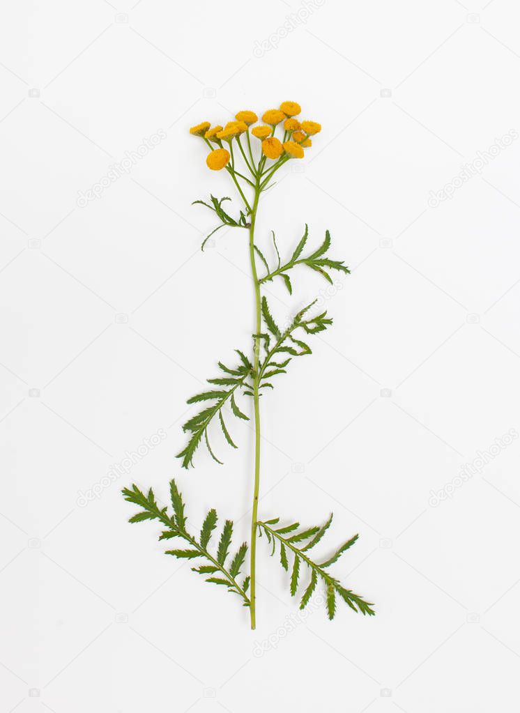 Raw plant flowering tansy on white background