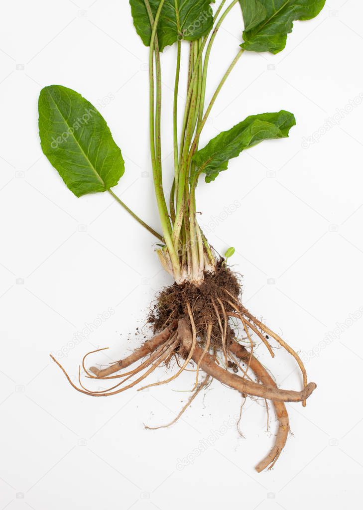 Rumex crispus root (yellow dock) with leaves on white background