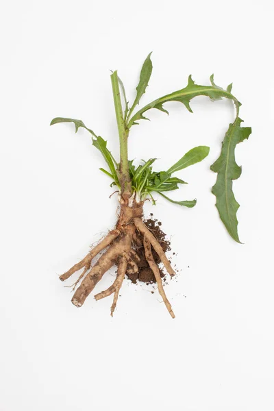 Raíz de achicoria cruda (Cichorium intybus) con hojas sobre un fondo blanco . — Foto de Stock