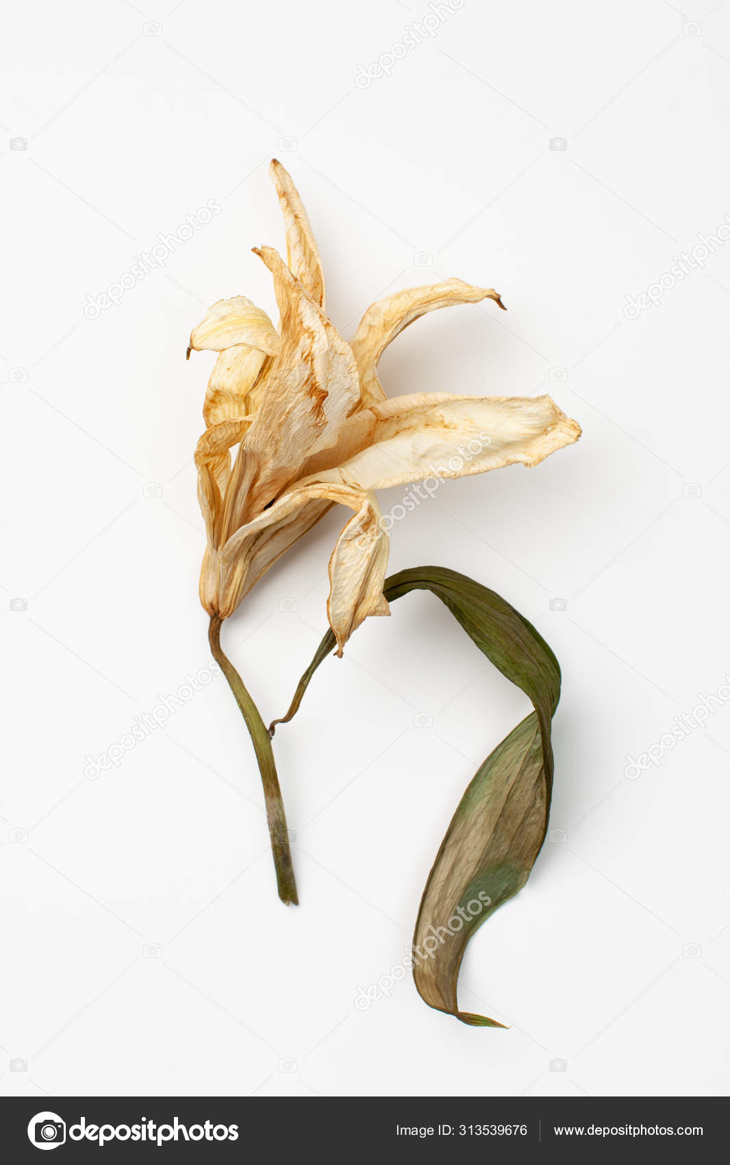 Health Benefits Of Dried Lily Flowers Best Flower Site