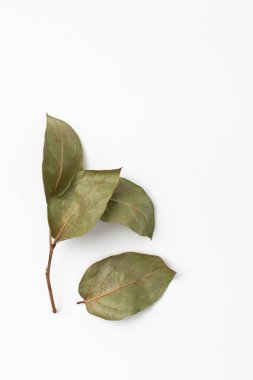 Beyaz arka planda yaprakları olan kuru yeşil dal.