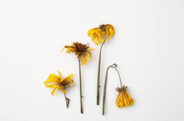 Beyaz arkaplanda kuru sarı kasımpatı çiçekleri