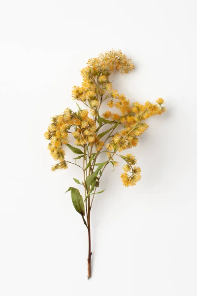 Aranyrúd növény virágok (Solidago) fehér alapon — Stock Fotó