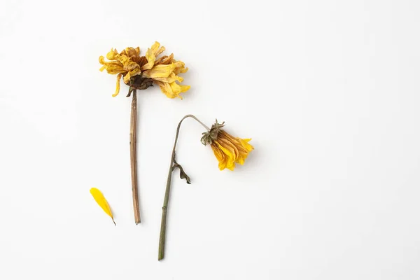 Fiori di crisantemo giallo secco su sfondo bianco — Foto Stock