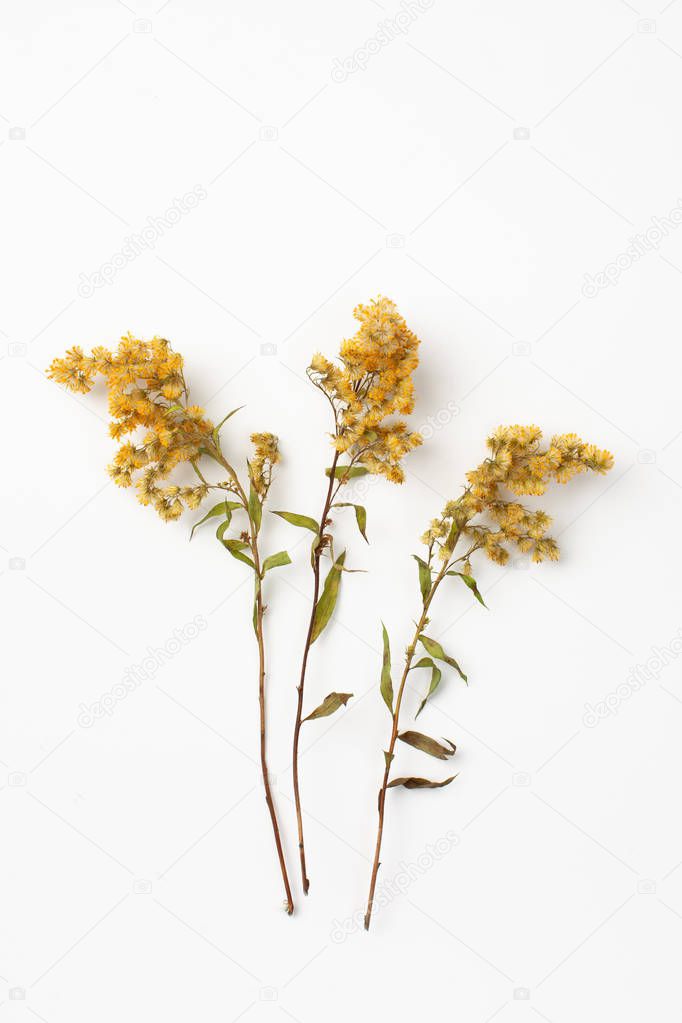 Goldenrod plant flowers ( Solidago ) on a white background