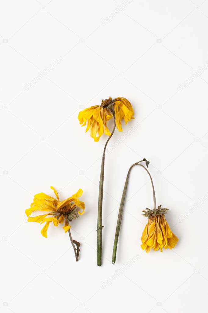 Dry yellow chrysanthemum flowers on white background