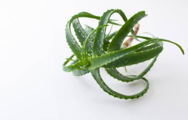 Aloe Vera beyaz arka planda taze bitki kesti