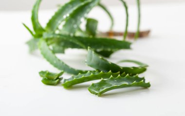 Aloe Vera beyaz arkaplandaki yaprakları kesti