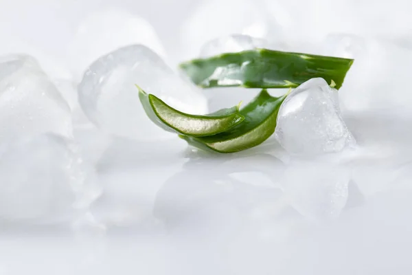 Aloe Vera leaves and pieces of ice on a white background — Stock Photo, Image