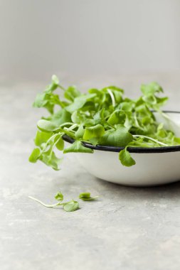 Arka plan görüntüsü, gri taştan bir tezgahta mikro yeşillikler. Metin için alanı kopyala